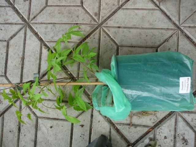 P1040004