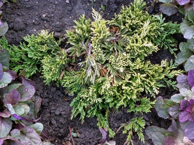 Juniperus horizontalis ‘Golden Carpet’