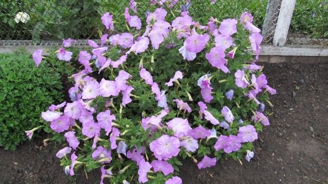 Изображение 066