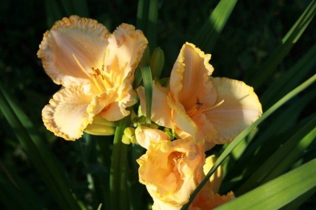 longfields pearl0