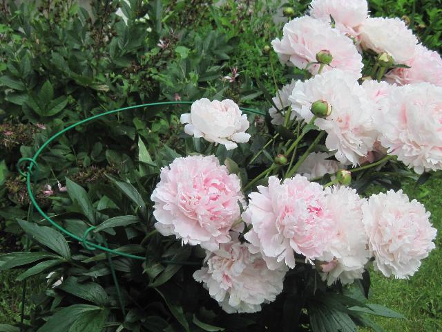 Изображение 236