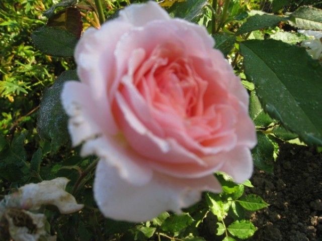 Louise de Marillac  2