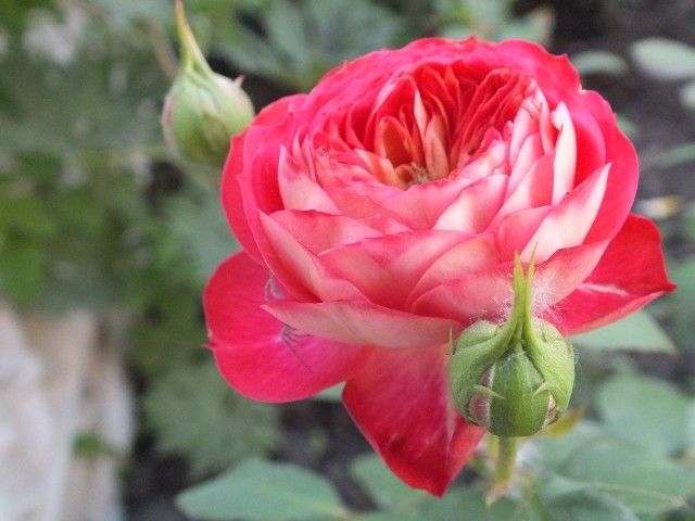 Baby Romantica   1