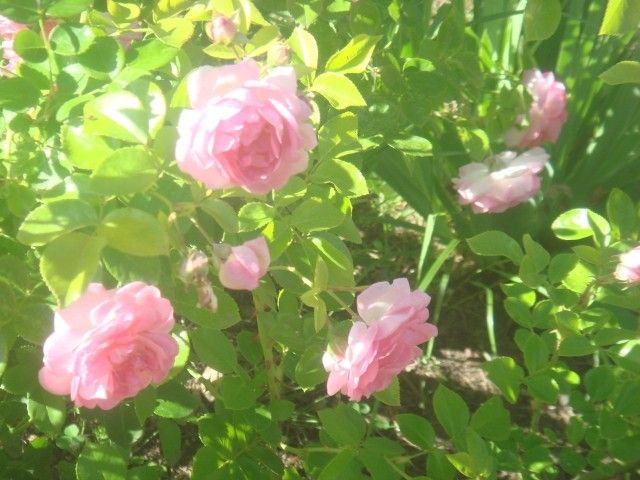 DSC00839