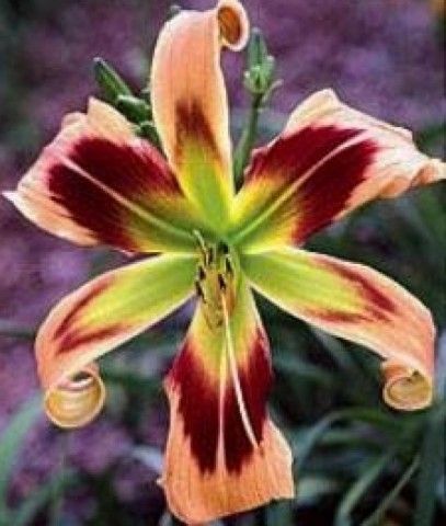 Hemerocallis Wild and Wonderful124
