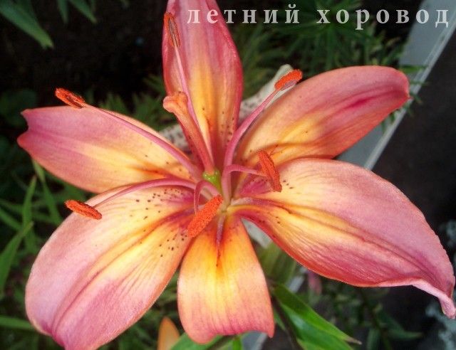 Изображение 131
