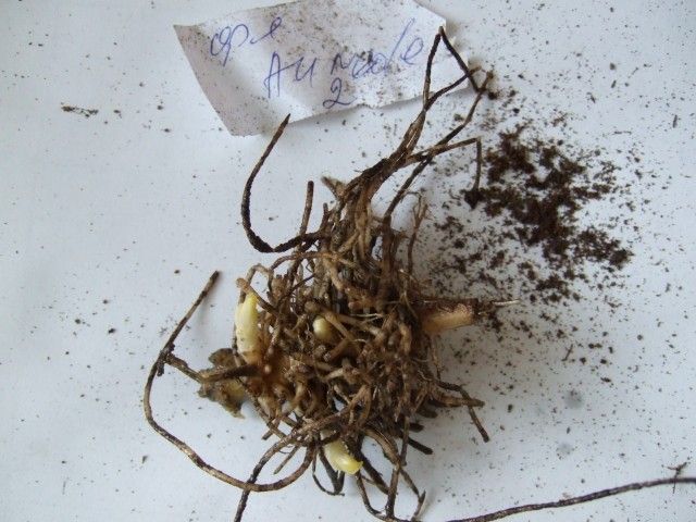 2012 0307 флокс Aureole форум