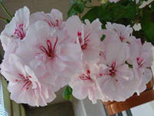 плющ