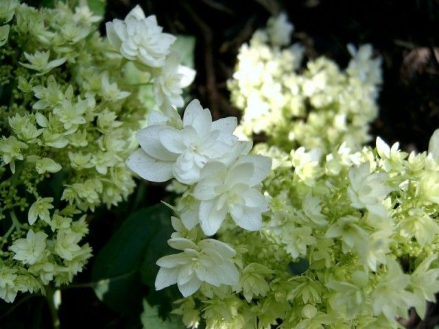 Hydrangea arborescens Hayes Starburst