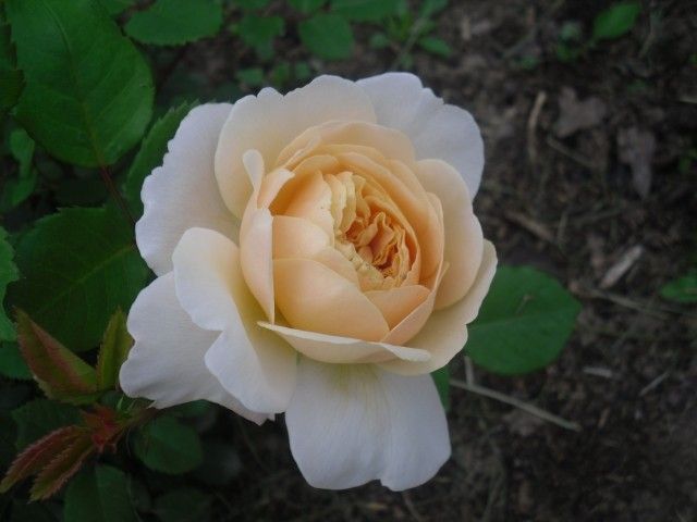 SDC11585