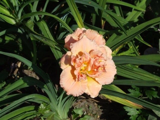 DSCF5599