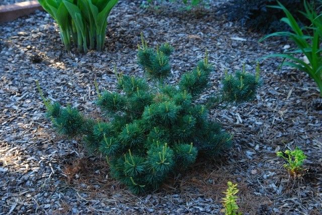 Pinus parviflora Fuku zu mi