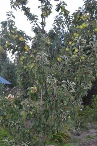 DSC 0033 1