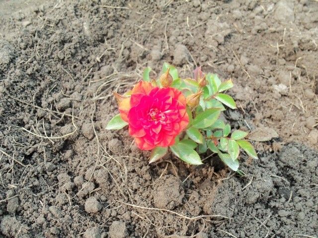 Изображение 111