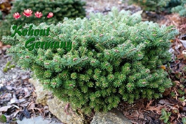 abies koreana silberperle