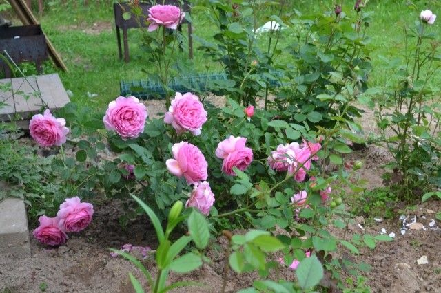 Princess Alexandra of Kent  5