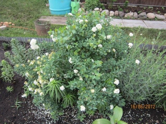 спирея Вангута