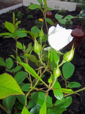 Изображение 034