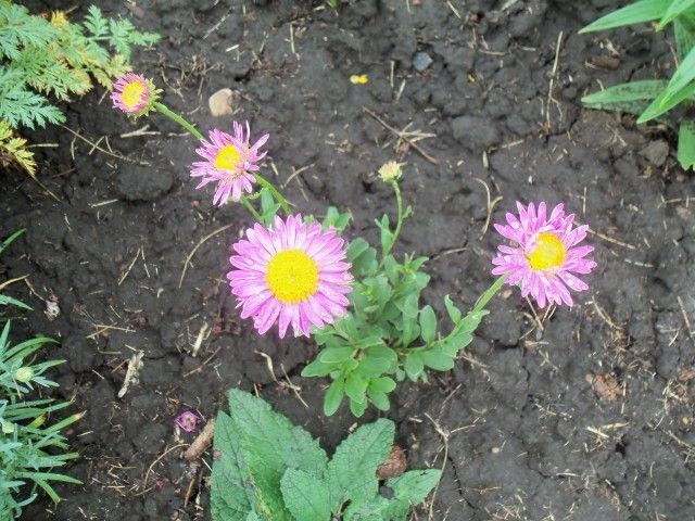 Изображение 046