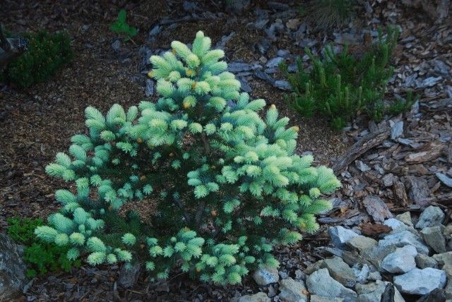 Picea pungens Bialobok