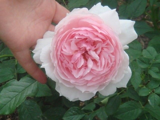 The Wedgwood Rose 3