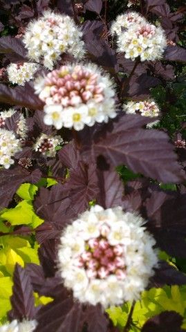 2013 07 04 0285