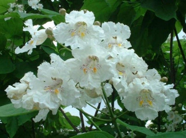 catalpa speciosa kwiatostan