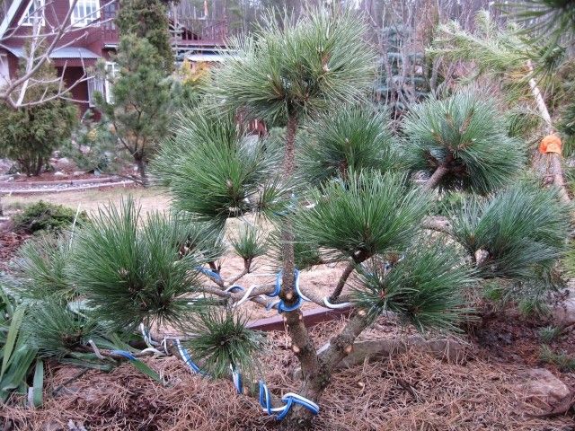 Pinus nigra Nana