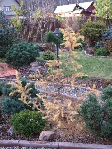 Larix kaempferi Diana 2006г