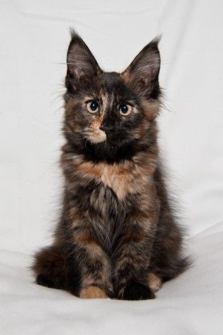 ilithyia 3m 7759