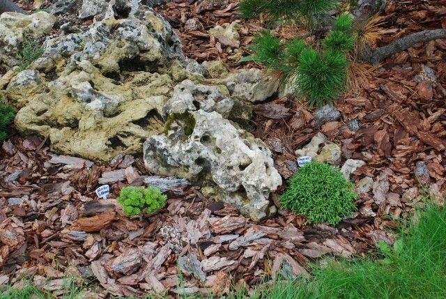 Abies koreana Silberperle Thuja occidentalis Caespitosa 2008 год