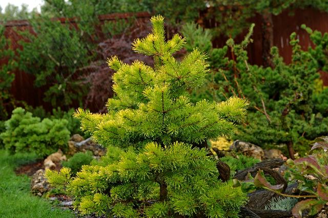 Pinus sylvestris Trollguld  2