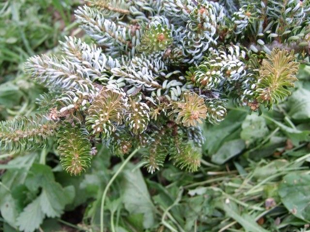 Abies koreana  Kohout s Hexe   2