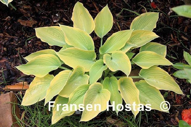 Hosta Apple Candy