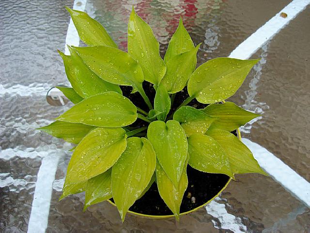 LemonZest Mark Zilis 2009