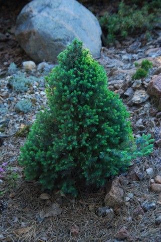 Picea glauca Conica Blue 2011 год