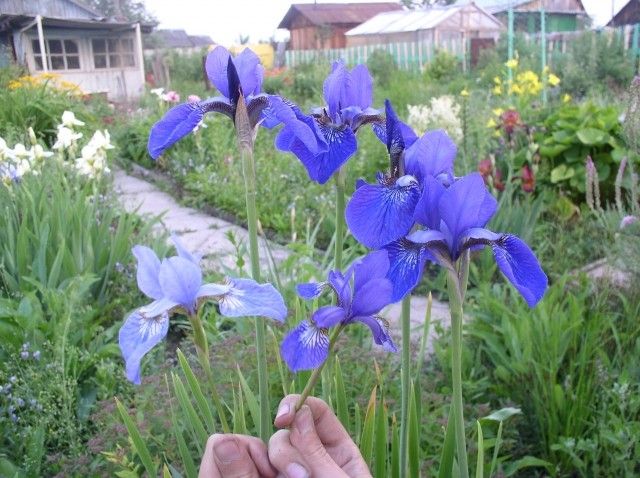 Фостре Флямме и обычный сибирский ирис