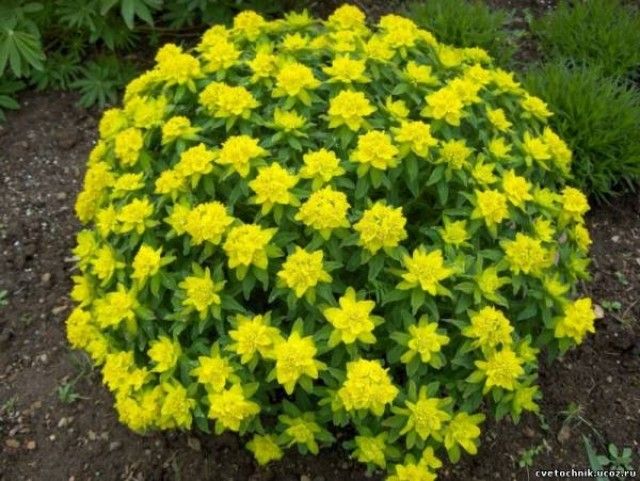 Euphorbia polychroma