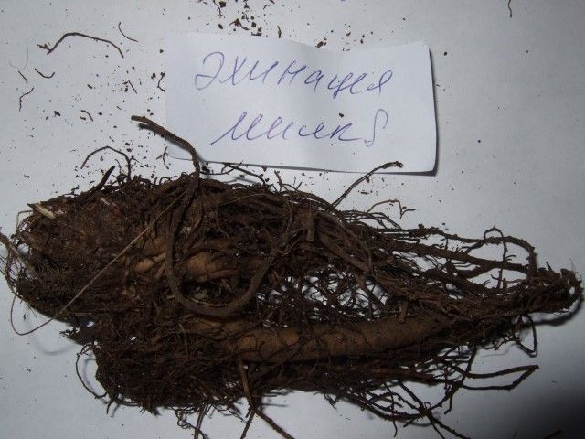 2012 0307 Эхинацея