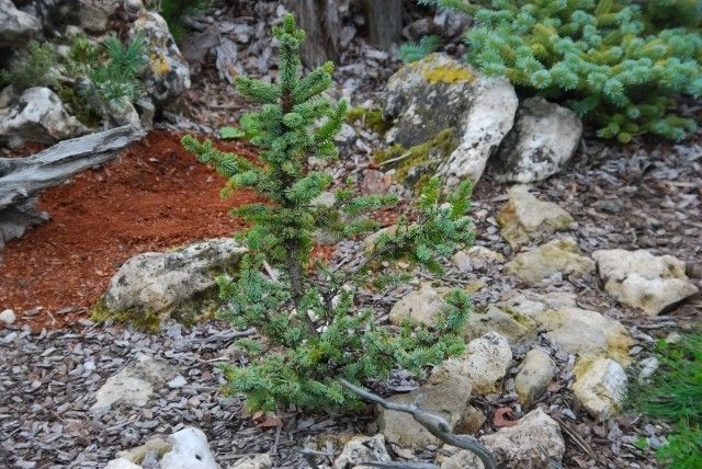 Picea omorika De Reuter