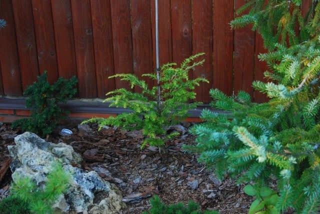 Tsuga canadensis Aurea