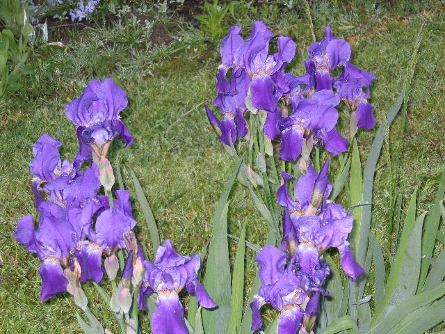 IMG 3608