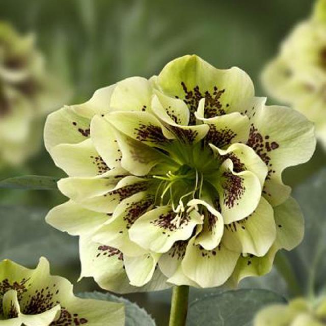 Дабл Спотти