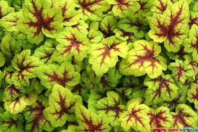 heucherella stoplight