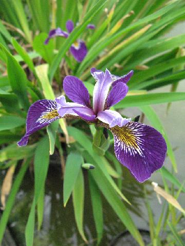 Iris pseudoacorus  Holden Child   1