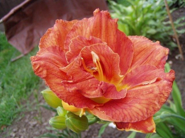 Mary Brown