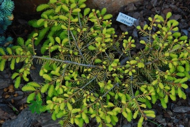 Picea abies Vermont Gold