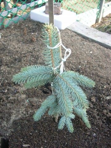 IMGP0936