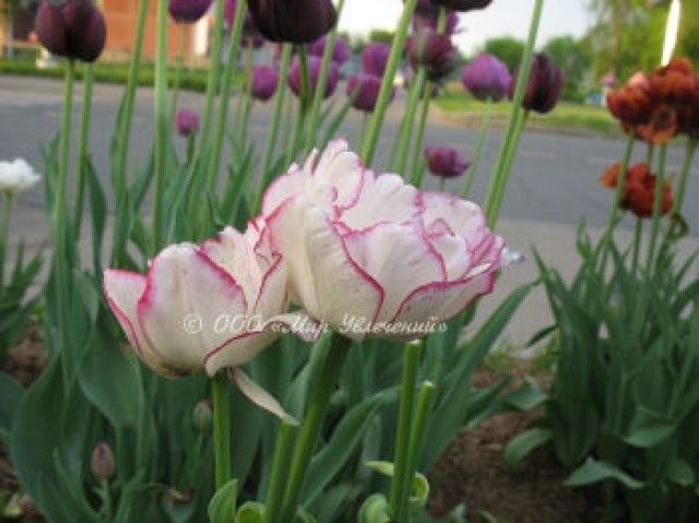 Tulip Belicia 2