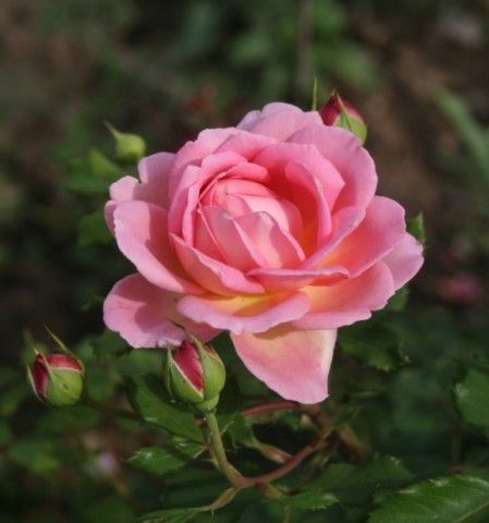 Jubilee 7 06